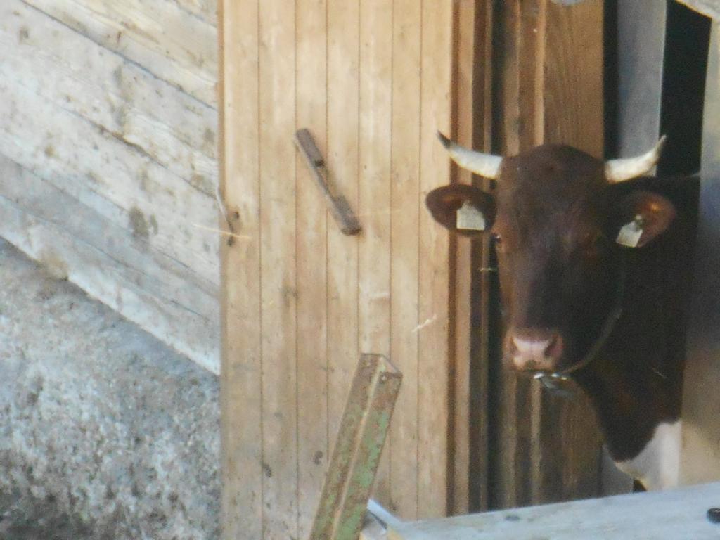 Pesbichl Goldegg im Pongau